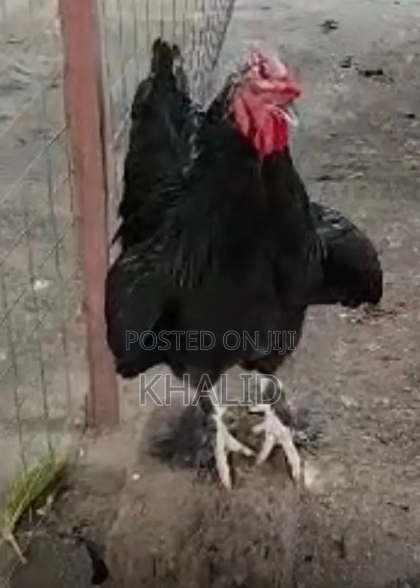 Fowls for Sale