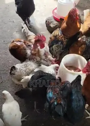 Fowls for Sale