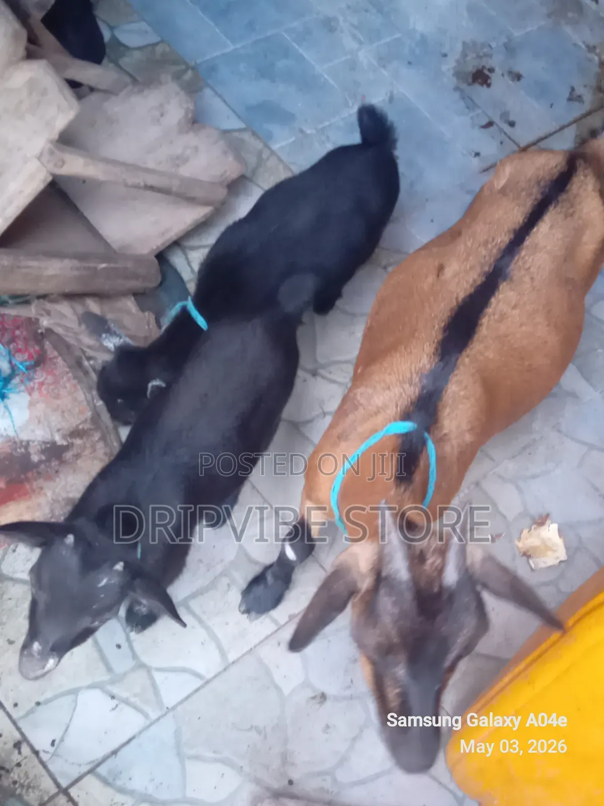Goats for Sale