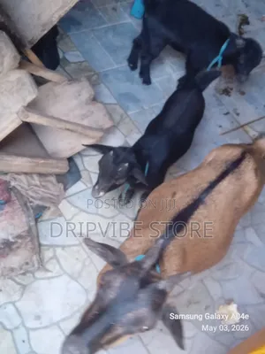 Goats for Sale