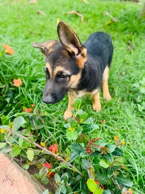 1-3 months Male Purebred German Shepherd