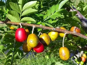 Red Hog Plum Stem Cuttings for Sale