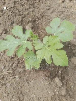 Watermelon Seedlings