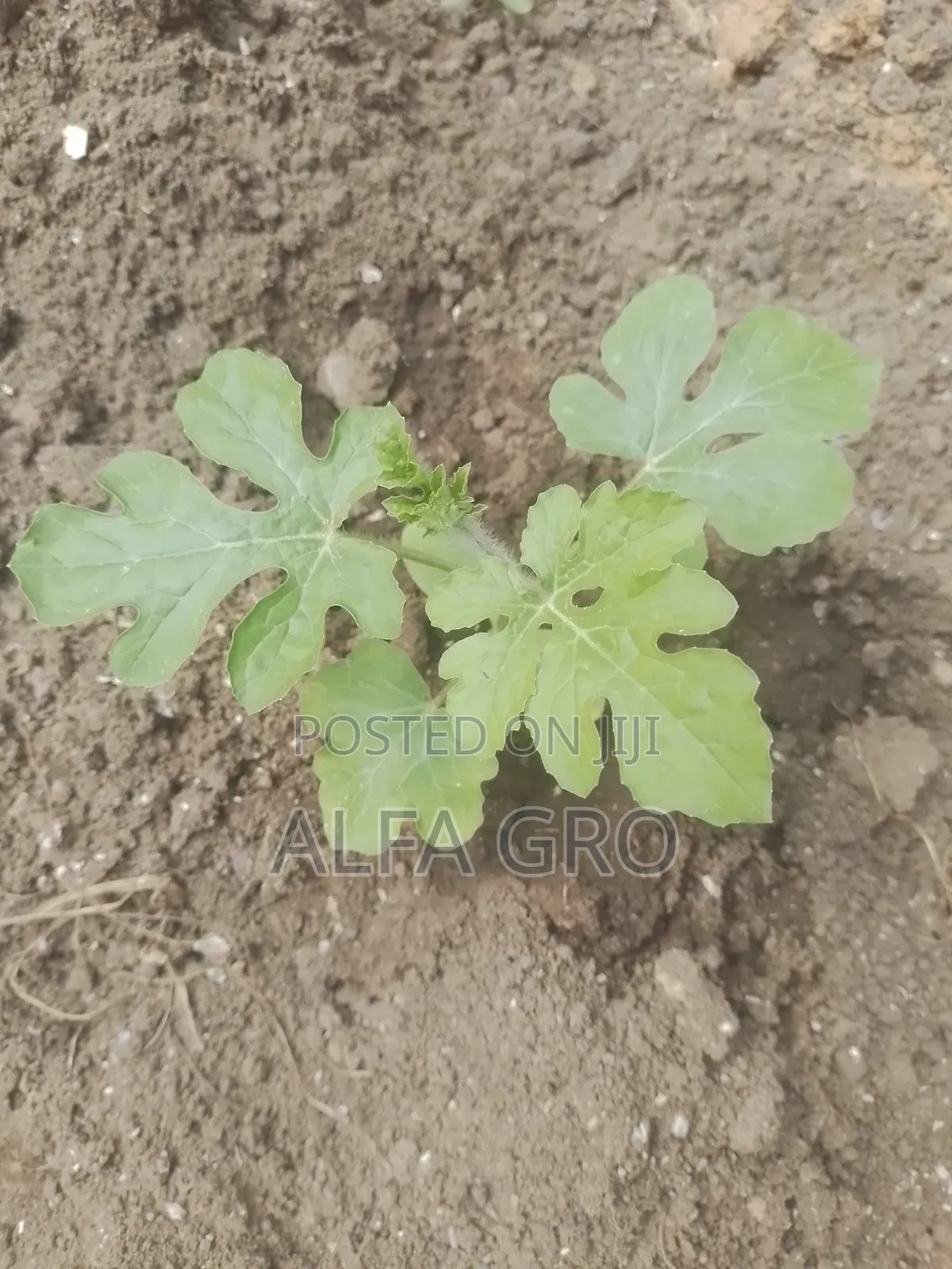 Watermelon Seedlings