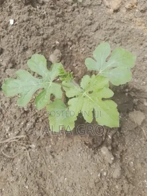 Watermelon Seedlings