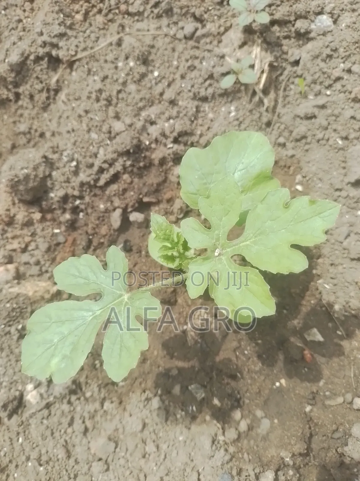 Watermelon Seedlings