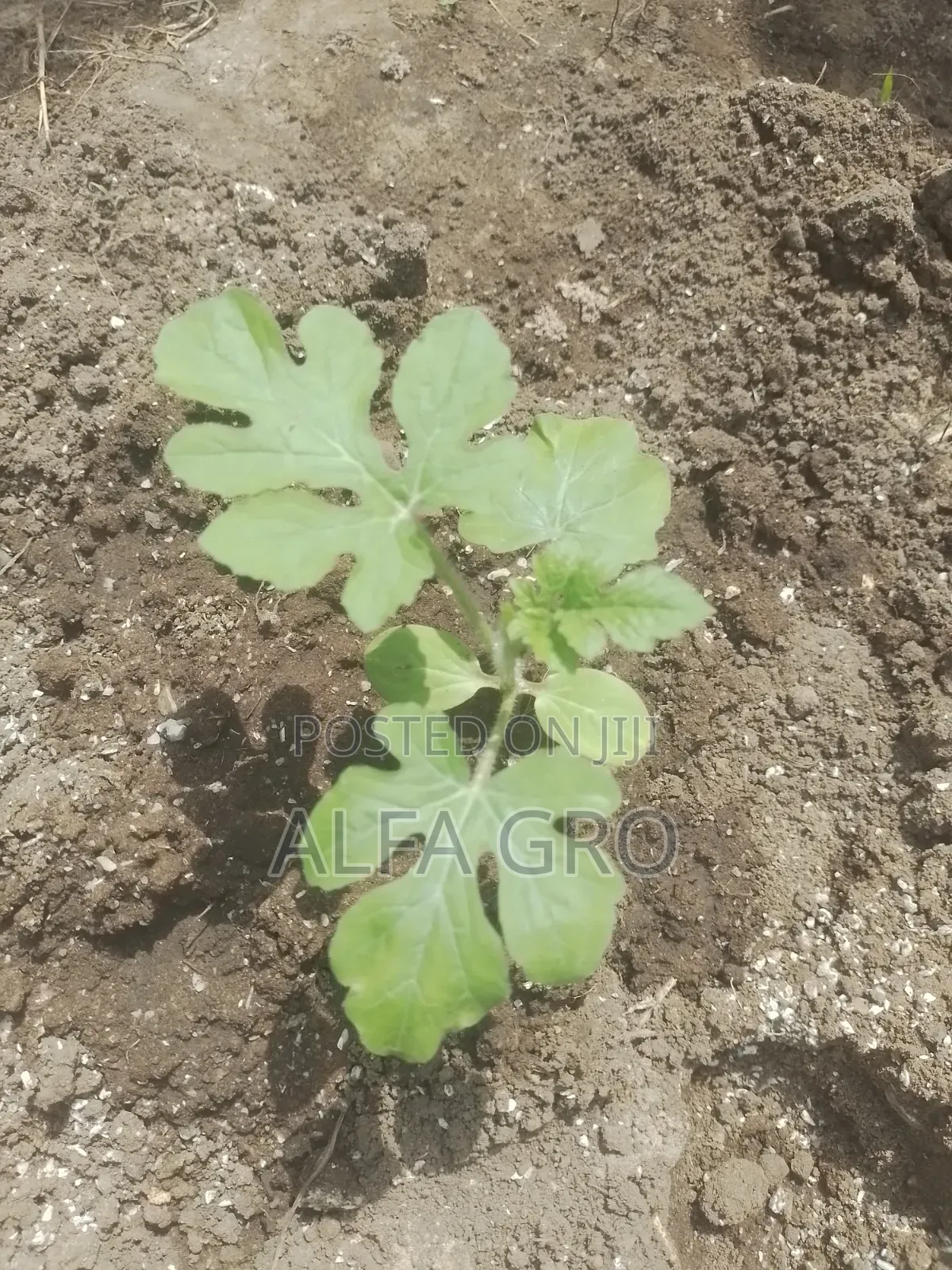 Watermelon Seedlings