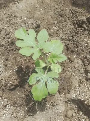 Watermelon Seedlings