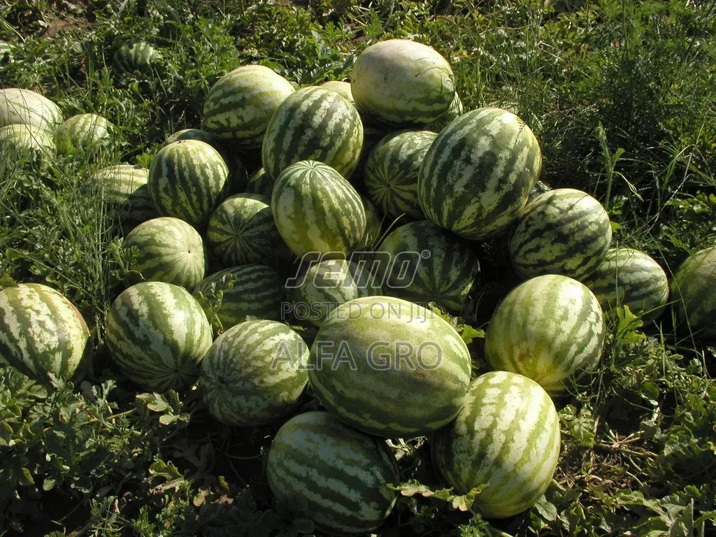 Watermelon Seedlings