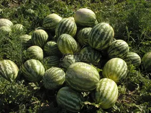 Watermelon Seedlings