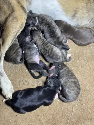 0-1 month Female Mixed Breed Dog