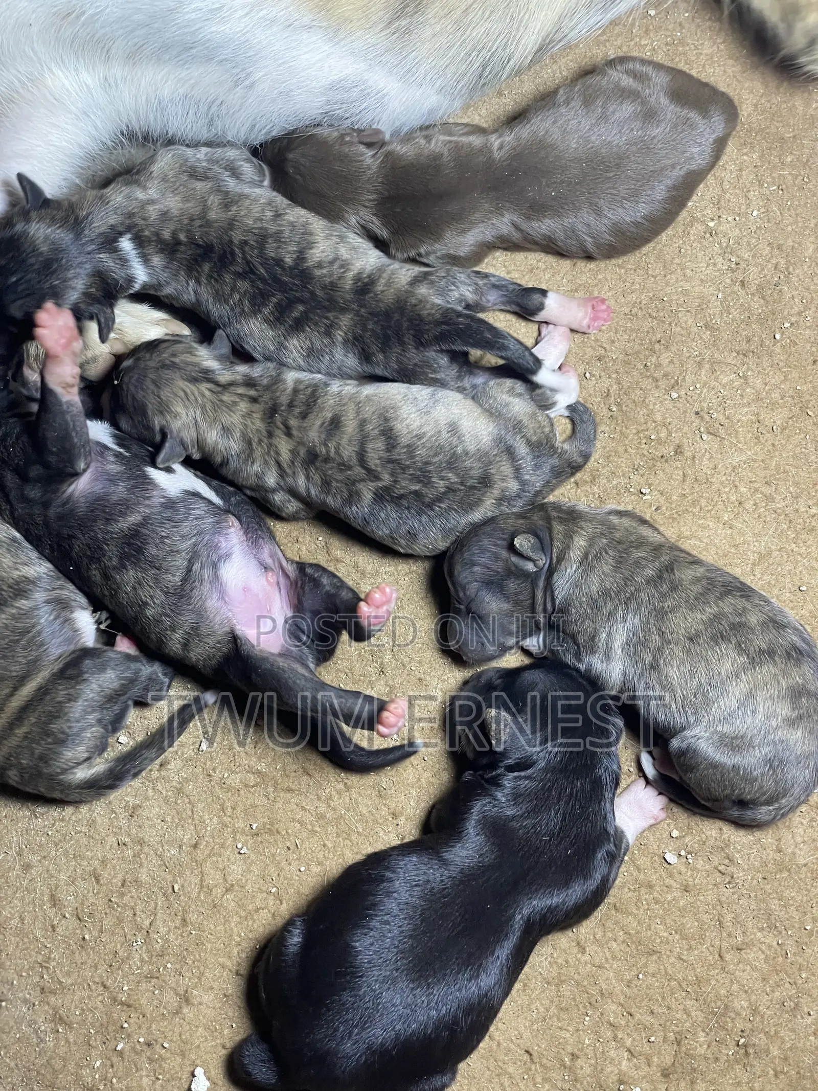 0-1 month Female Mixed Breed Dog