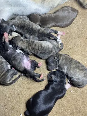 0-1 month Female Mixed Breed Dog