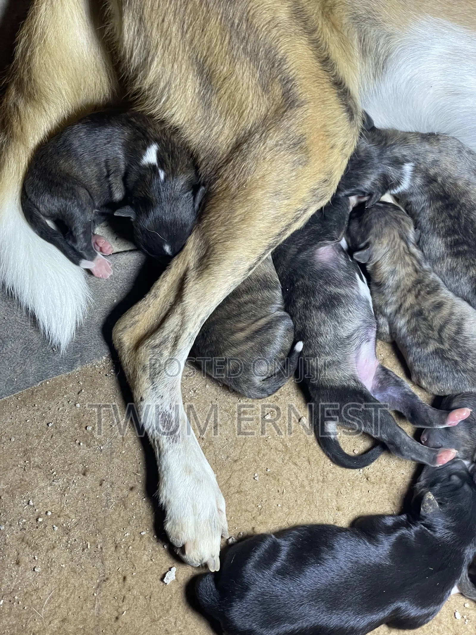 0-1 month Female Mixed Breed Dog