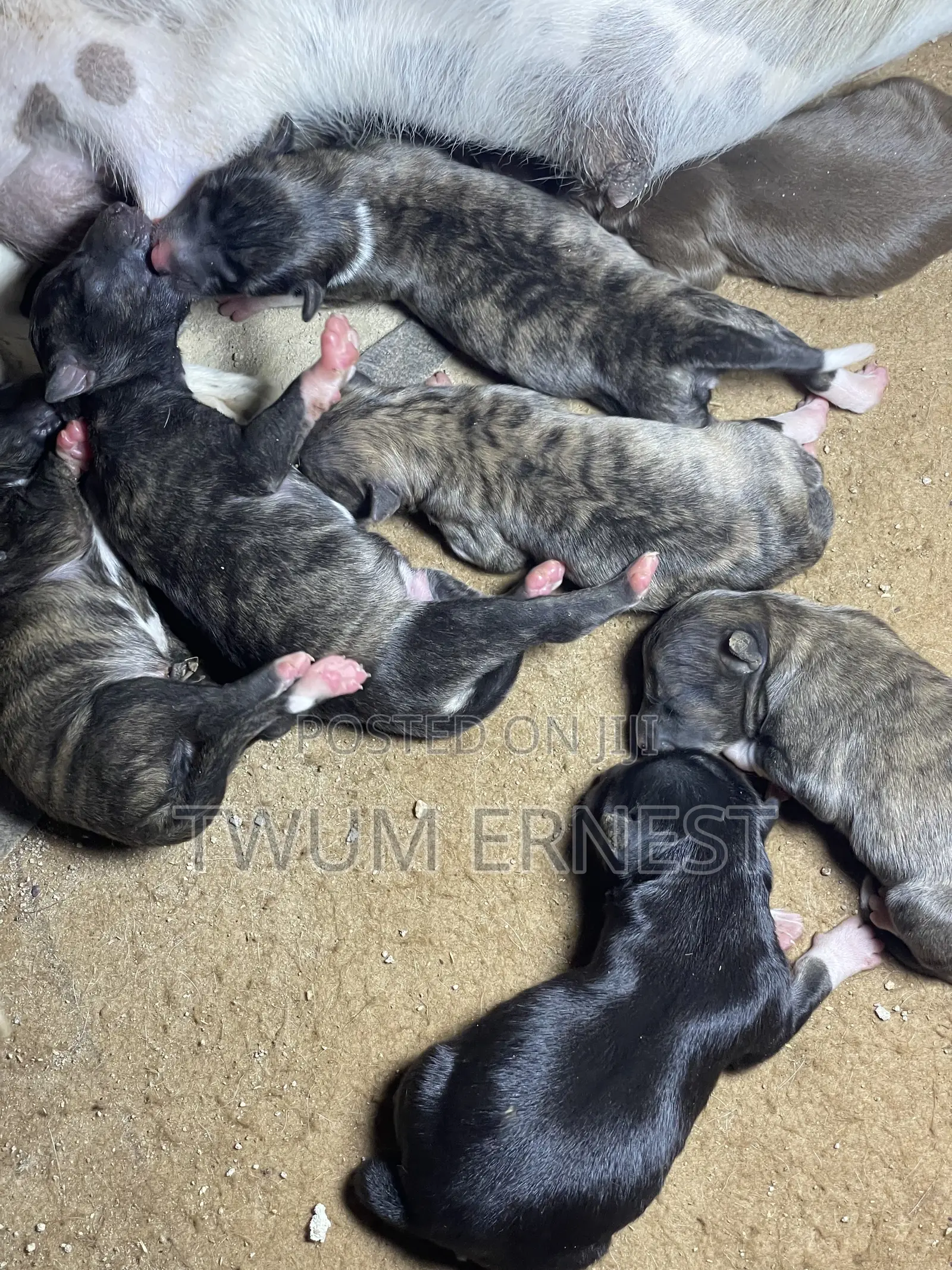 0-1 month Female Mixed Breed Dog