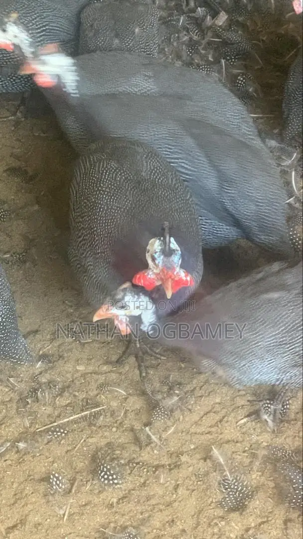 Foreign Guinea Fowls for Sale