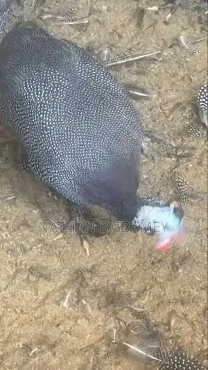 Foreign Guinea Fowls for Sale