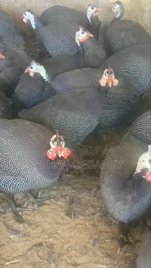 Foreign Guinea Fowls for Sale