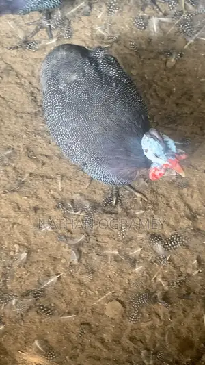 Foreign Guinea Fowls for Sale