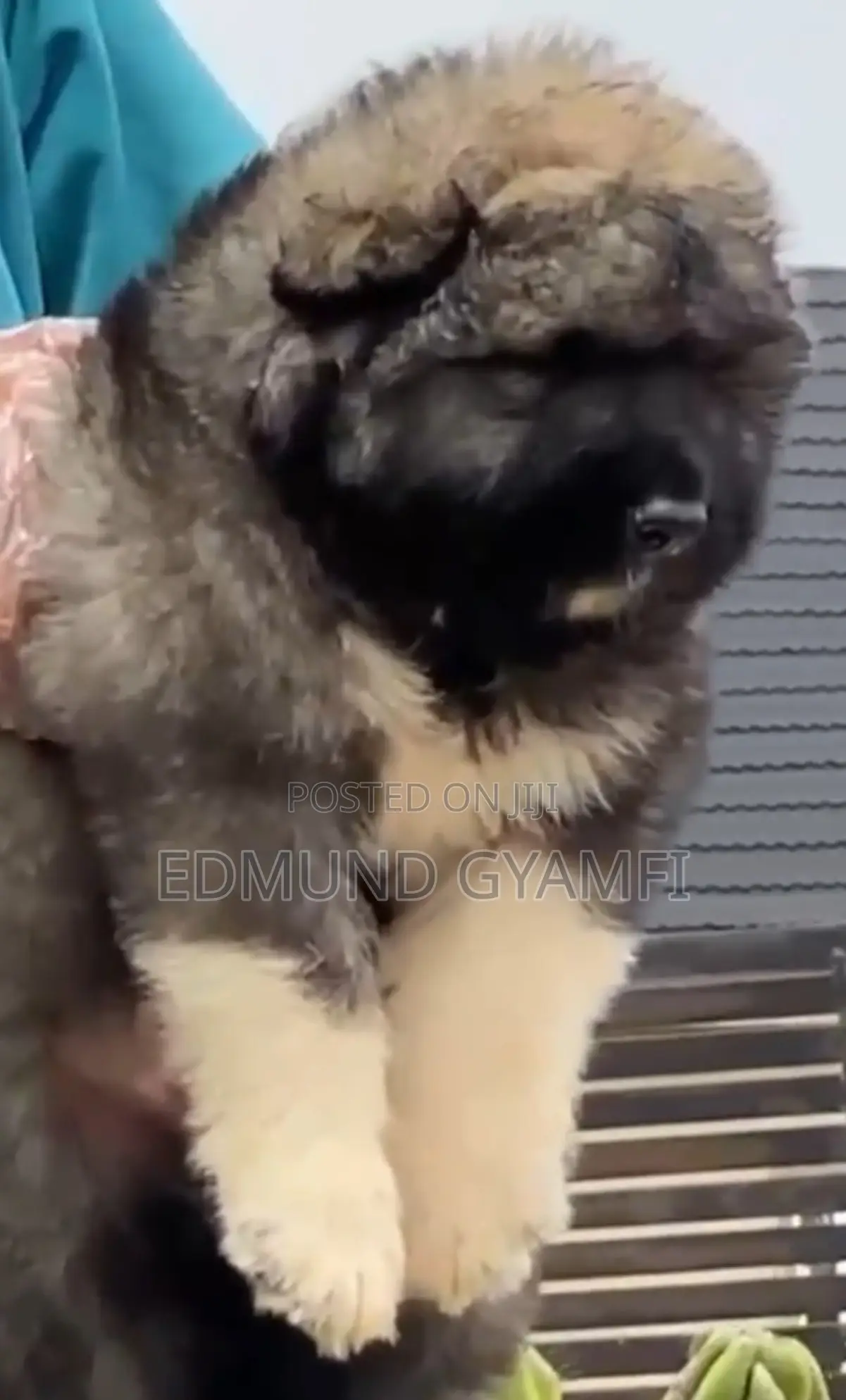 1-3 months Male Purebred Caucasian Shepherd