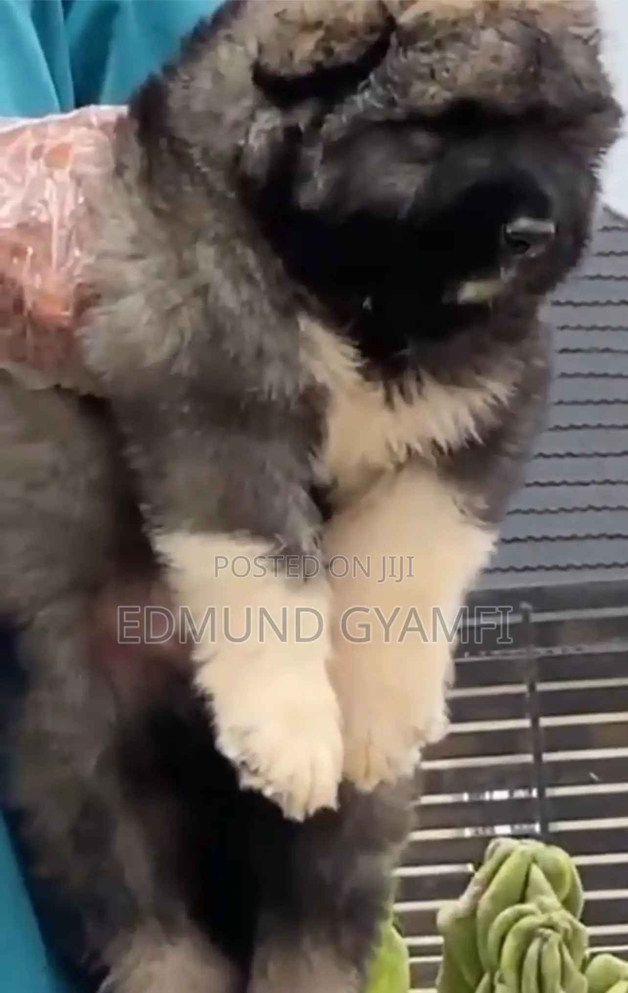 1-3 months Male Purebred Caucasian Shepherd