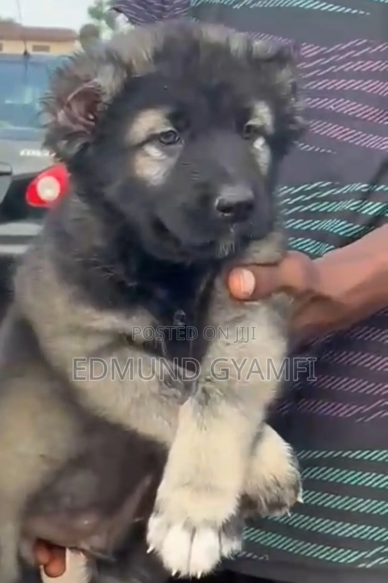 1-3 months Male Purebred Caucasian Shepherd
