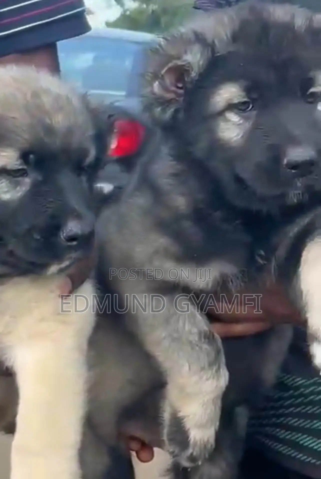 1-3 months Male Purebred Caucasian Shepherd