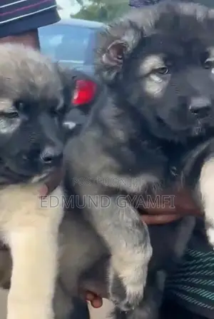 1-3 months Male Purebred Caucasian Shepherd