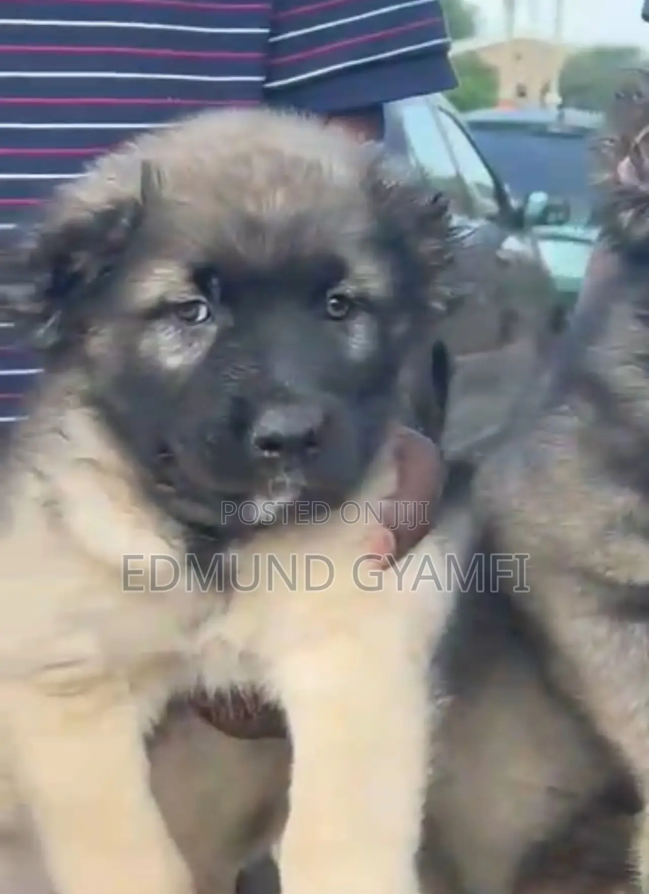 1-3 months Male Purebred Caucasian Shepherd