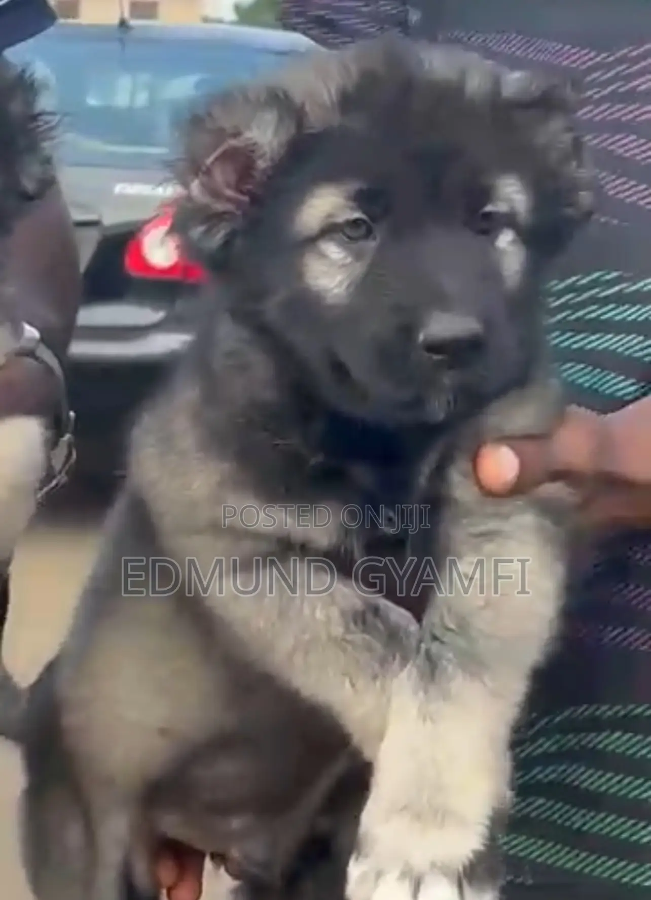 1-3 months Male Purebred Caucasian Shepherd