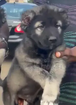 1-3 months Male Purebred Caucasian Shepherd