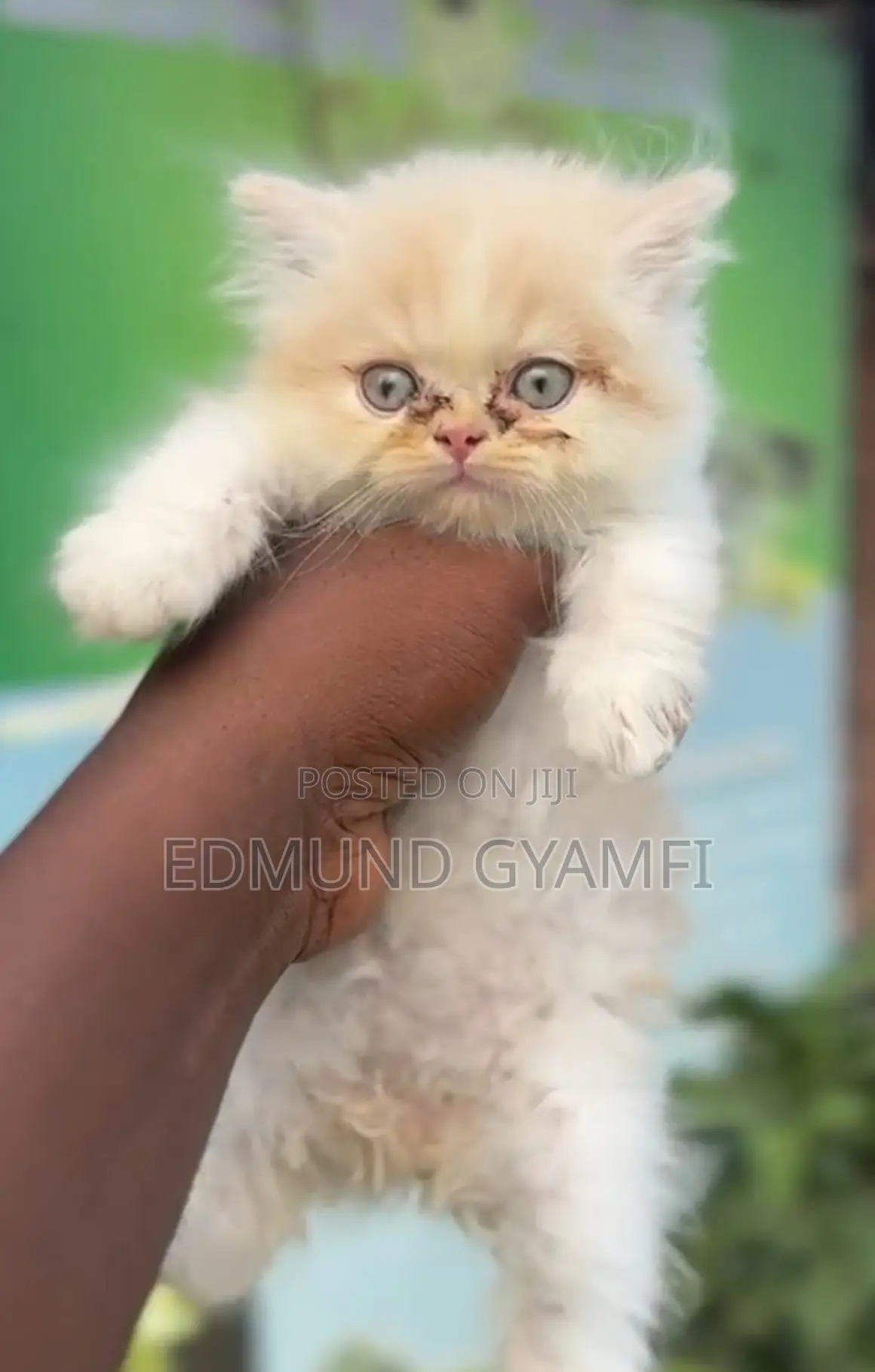 1-3 months Male Purebred Persian