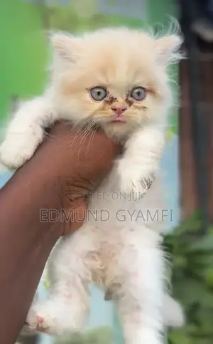 1-3 months Male Purebred Persian