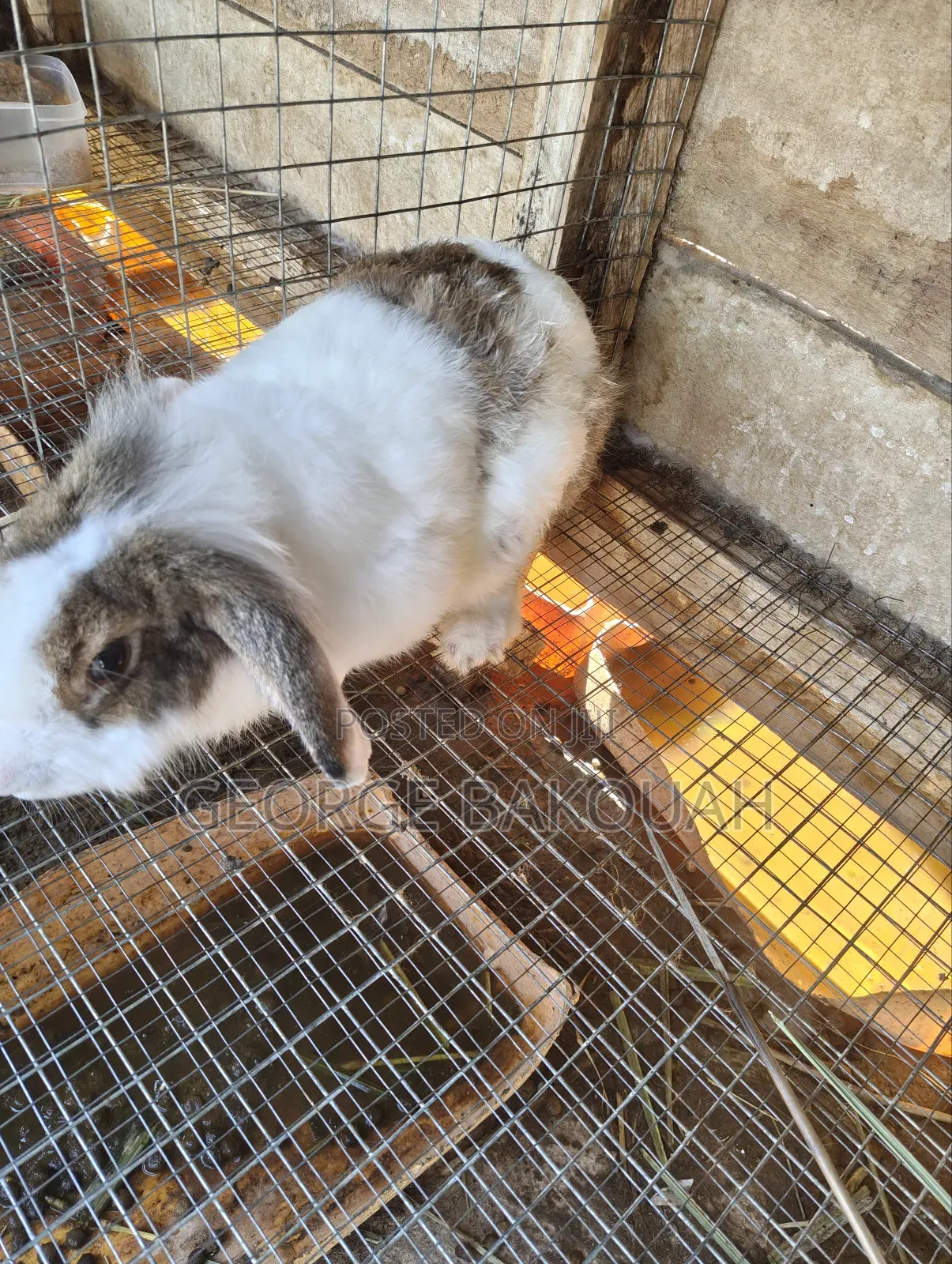 Rabbits For Sale