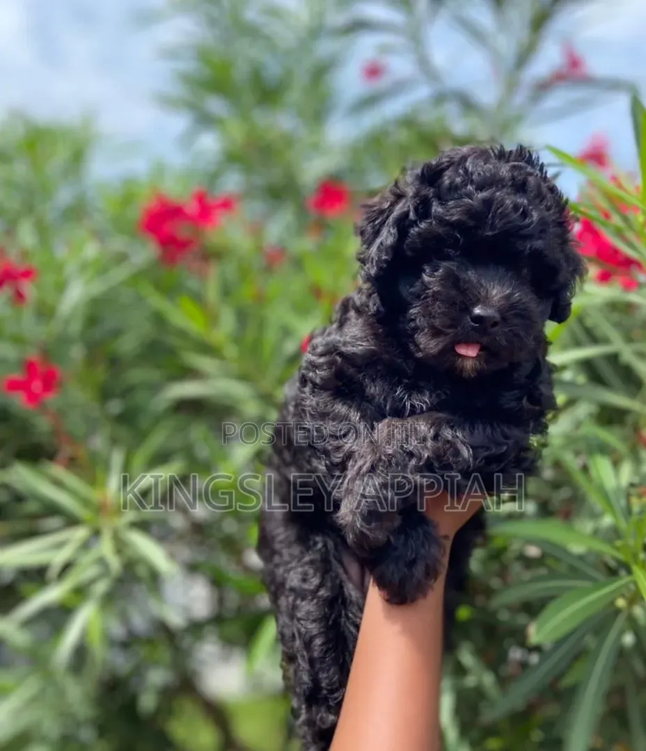 1-3 months Female Purebred Poodle