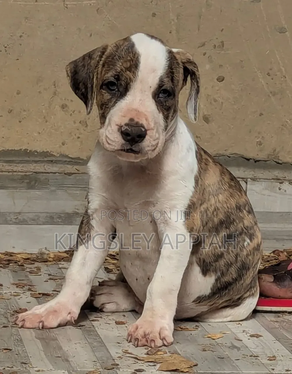 1-3 months Male Purebred American Pit Bull Terrier