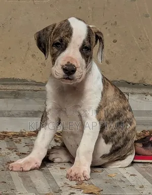 1-3 months Male Purebred American Pit Bull Terrier