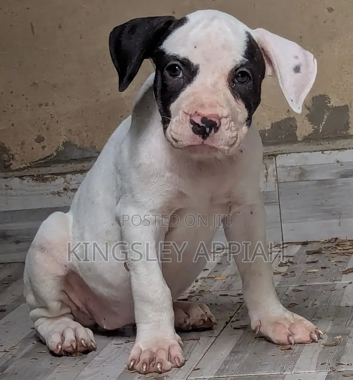 1-3 months Male Purebred American Pit Bull Terrier