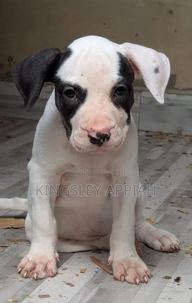 1-3 months Male Purebred American Pit Bull Terrier