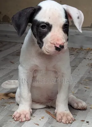 1-3 months Male Purebred American Pit Bull Terrier