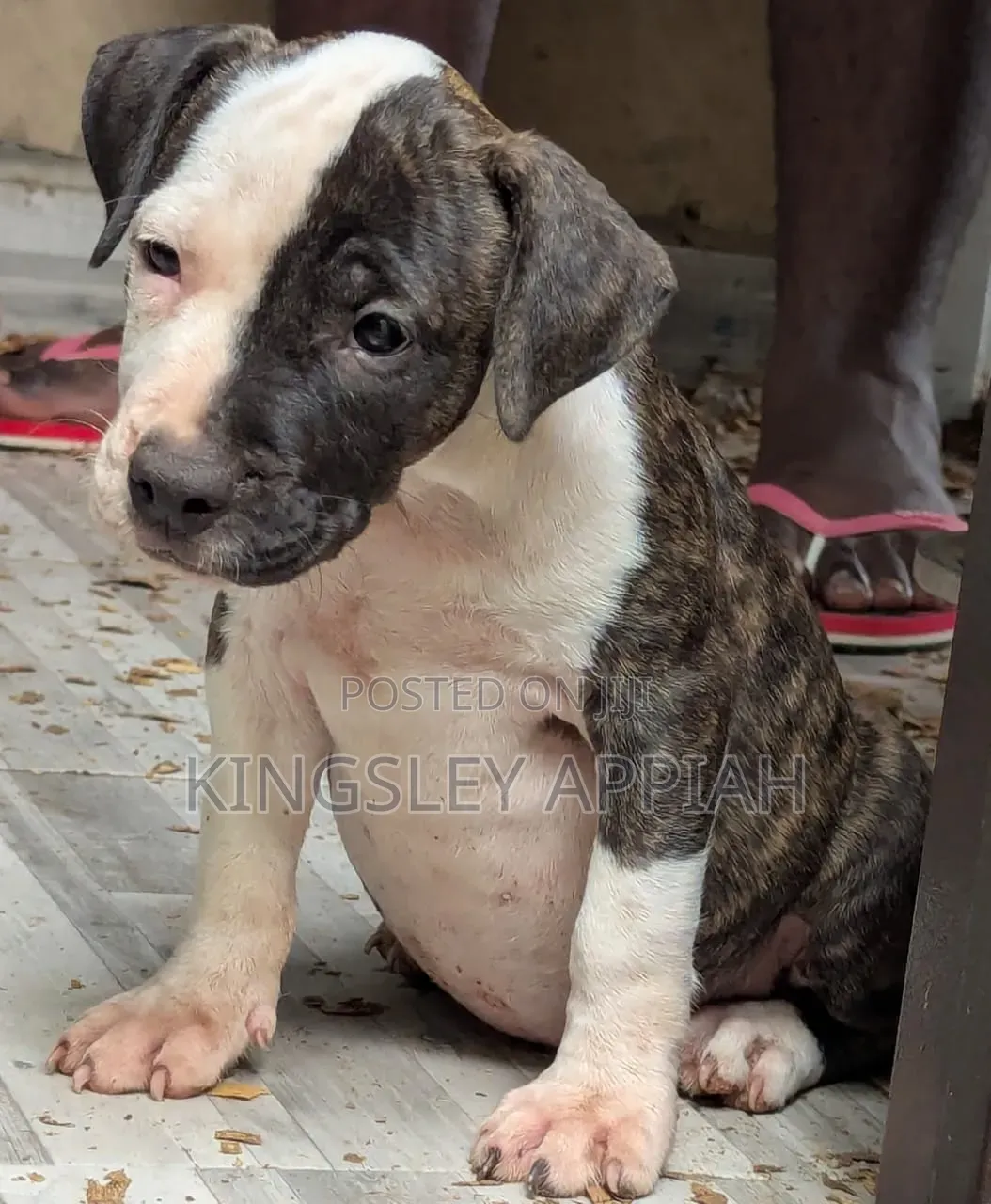 1-3 months Male Purebred American Pit Bull Terrier