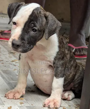 1-3 months Male Purebred American Pit Bull Terrier