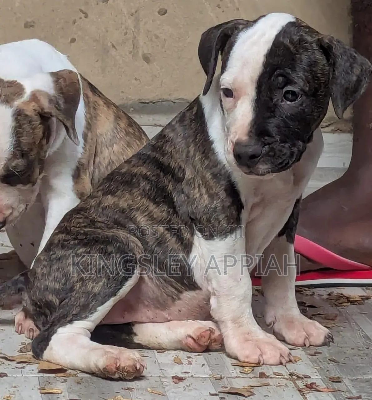 1-3 months Male Purebred American Pit Bull Terrier