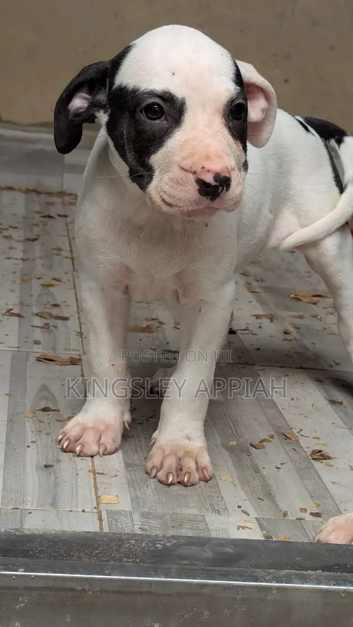 1-3 months Male Purebred American Pit Bull Terrier