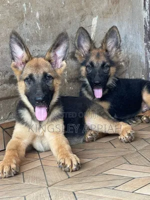 1-3 months Male Purebred German Shepherd