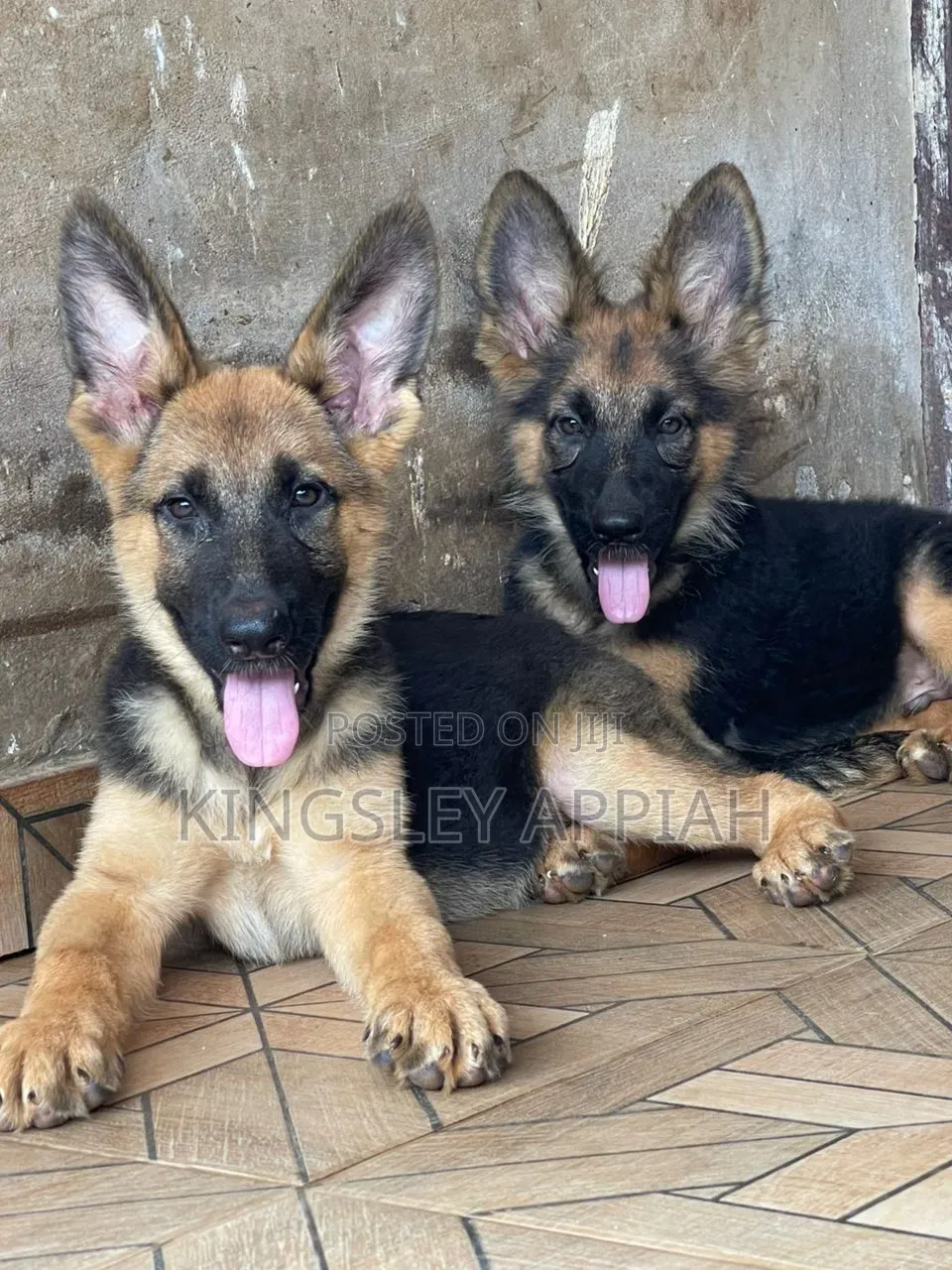 1-3 months Male Purebred German Shepherd