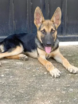 1-3 months Male Purebred German Shepherd