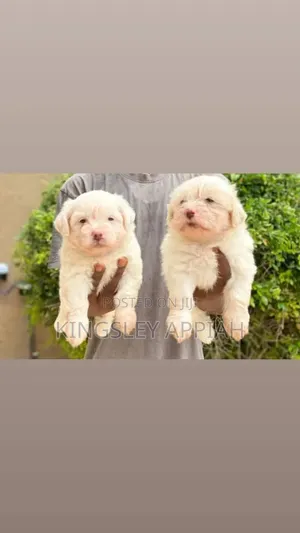 1-3 months Female Purebred Poodle