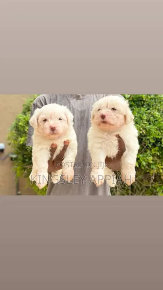 1-3 months Female Purebred Poodle