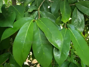 Soursop Leaves